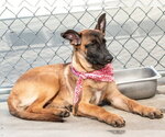Small #1 German Shepherd Dog Mix