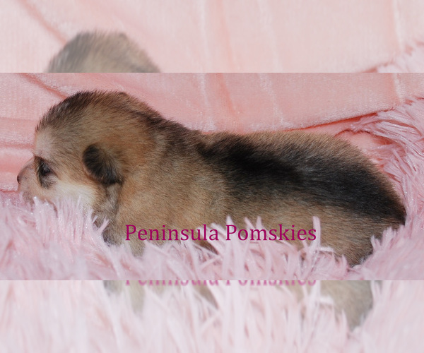 Medium Photo #7 Pomsky Puppy For Sale in SEQUIM, WA, USA