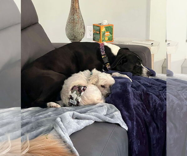 Medium Photo #8 Maltese Puppy For Sale in Arlington, VA, USA