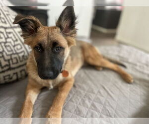 German Shepherd Dog Dogs for adoption in Seattle, WA, USA