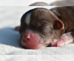 Small #3 Auss-Tzu