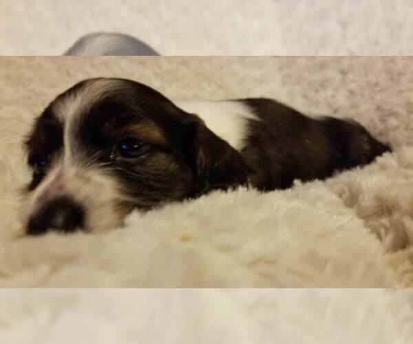 Medium Photo #21 Dachshund Puppy For Sale in MILAN, TN, USA