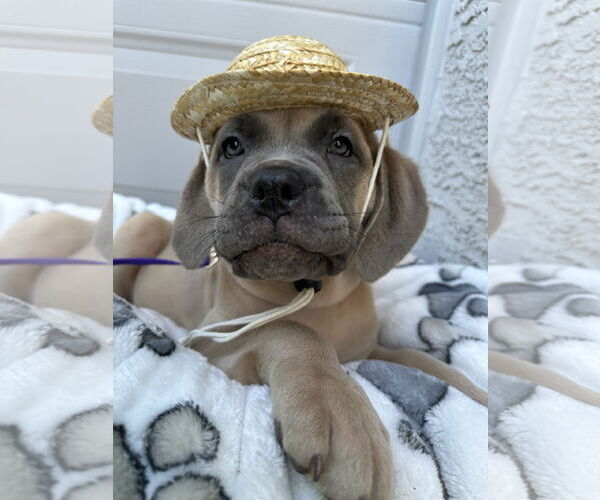 Medium Photo #7 Mutt Puppy For Sale in Goodyear, AZ, USA