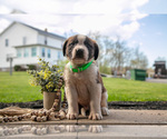 Puppy Vulcan Saint Bernard