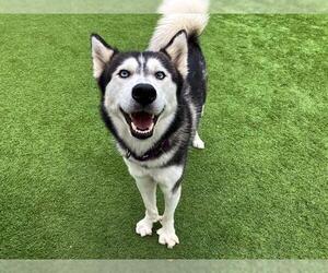 Siberian Husky Dogs for adoption in Orange, CA, USA