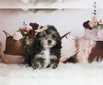 Puppy 15 Poodle (Miniature)