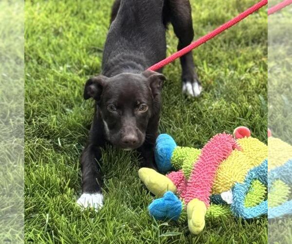 Medium Photo #4 Labrador Retriever-Unknown Mix Puppy For Sale in Yardley, PA, USA