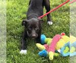 Small #3 Labrador Retriever Mix