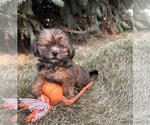 Small #2 Shorkie Tzu