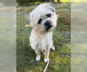 Poodle (Miniature) Dogs for adoption in Salinas, CA, USA