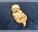 Small Photo #23 Poodle (Toy) Puppy For Sale in SAFFORD, AZ, USA