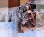 Small Photo #3 English Bulldog Puppy For Sale in CALLAO, VA, USA