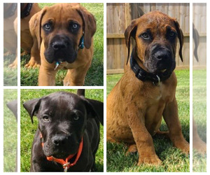 Boerboel Puppy for Sale in BROMLEY, Kentucky USA