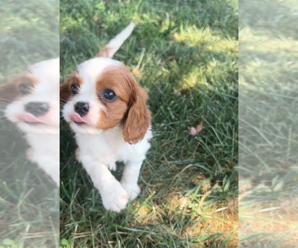 Medium Photo #10 Cavalier King Charles Spaniel Puppy For Sale in PORTAGE, MI, USA