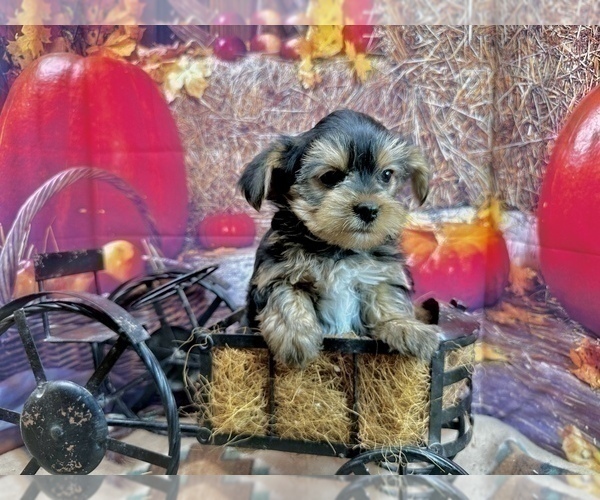 Medium Photo #4 Morkie Puppy For Sale in CASSVILLE, MO, USA