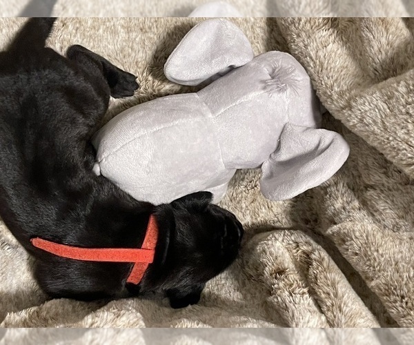 Medium Photo #3 Great Dane Puppy For Sale in BELLEVUE, WA, USA