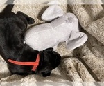 Small Photo #3 Great Dane Puppy For Sale in BELLEVUE, WA, USA