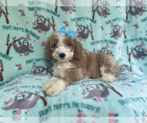 Medium Photo #5 Cockapoo Puppy For Sale in LAKELAND, FL, USA