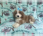Small #4 Cockapoo