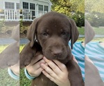 Puppy Dolly Labrador Retriever