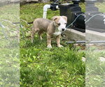 Small #6 Mutt