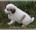 Puppy Puppy 7 Great Pyrenees
