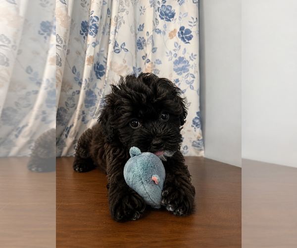 Medium Photo #19 Shih-Poo Puppy For Sale in DURHAM, CT, USA
