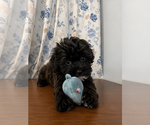 Small #18 Shih-Poo