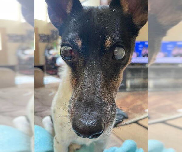 Medium Photo #1 Mutt Puppy For Sale in South Bend, IN, USA