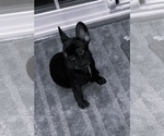 Small Photo #4 French Bulldog Puppy For Sale in CLARKSBURG, MD, USA