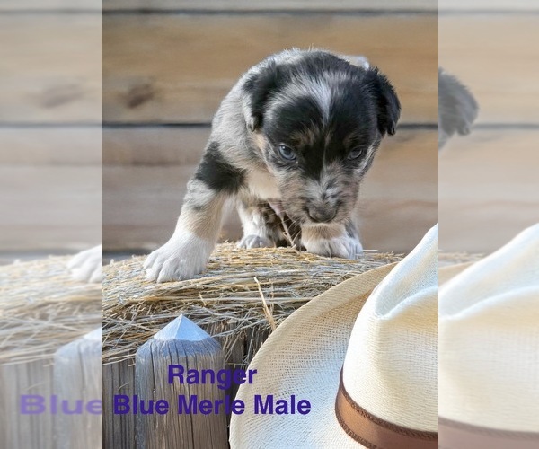 Medium Photo #4 Australian Shepherd Puppy For Sale in WILLIAMS, AZ, USA