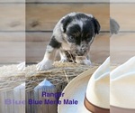 Small #3 Australian Shepherd