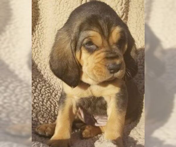 Medium Photo #3 Bloodhound Puppy For Sale in TOCCOA, GA, USA