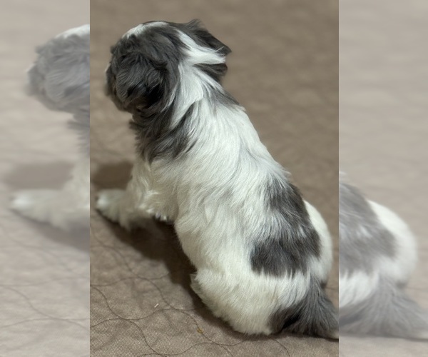 Medium Photo #4 Schnauzer (Miniature) Puppy For Sale in PFLUGERVILLE, TX, USA