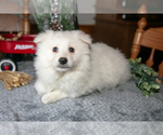 Small #1 Miniature American Eskimo