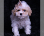 Small Photo #72 Maltipoo (Toy) Puppy For Sale in WARSAW, IN, USA