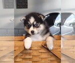 Small Photo #4 Pomsky Puppy For Sale in DELAWARE, OH, USA