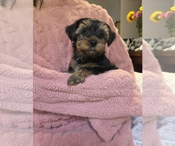 Medium Photo #32 Yorkshire Terrier Puppy For Sale in RHOADESVILLE, VA, USA