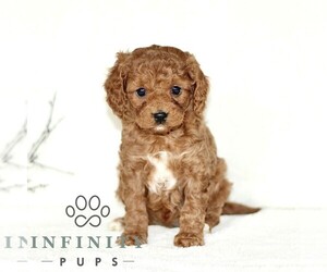 Cavapoo Puppy for sale in PARADISE, PA, USA