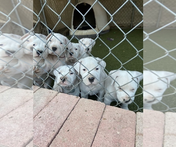 Medium Photo #15 Dogo Argentino Puppy For Sale in FRAZIER PARK, CA, USA