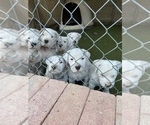 Small Photo #15 Dogo Argentino Puppy For Sale in FRAZIER PARK, CA, USA