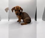 Small Photo #11 Dachshund Puppy For Sale in SAINT AUGUSTINE, FL, USA