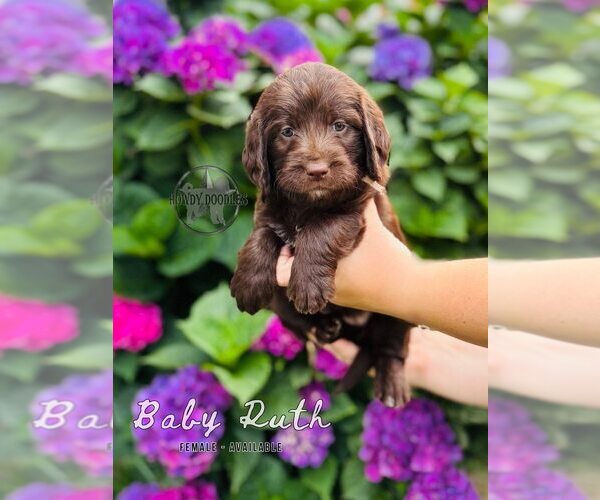 Medium Photo #16 Labradoodle Puppy For Sale in ELIZABETH CITY, NC, USA