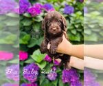 Small Photo #16 Labradoodle Puppy For Sale in ELIZABETH CITY, NC, USA
