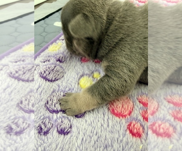 Medium Photo #2 French Bulldog Puppy For Sale in WESLEY CHAPEL, FL, USA