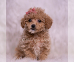 Small #1 Maltipoo (Miniature)