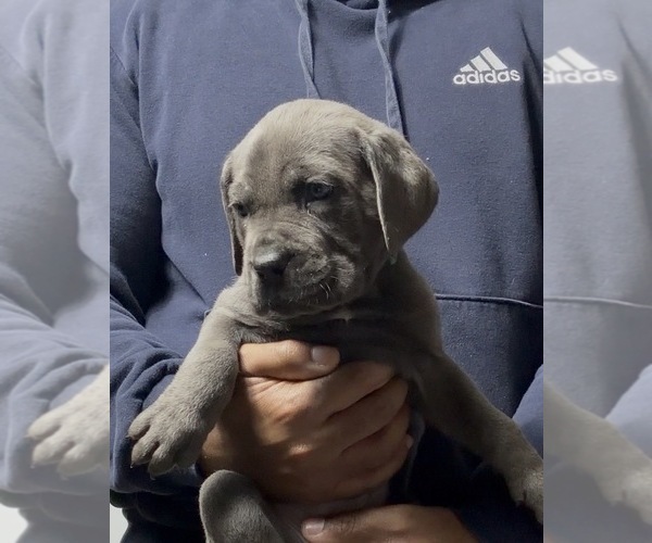 Medium Photo #2 Cane Corso Puppy For Sale in MOUNT MORRIS, MI, USA