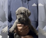 Small Photo #2 Cane Corso Puppy For Sale in MOUNT MORRIS, MI, USA