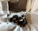 Small #2 Yorkshire Terrier