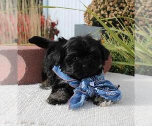 Havanese Puppy for sale in ORO VALLEY, AZ, USA